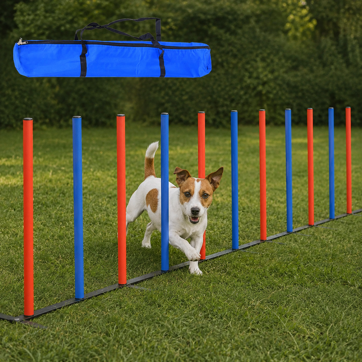 Dog Agility Training Equipment