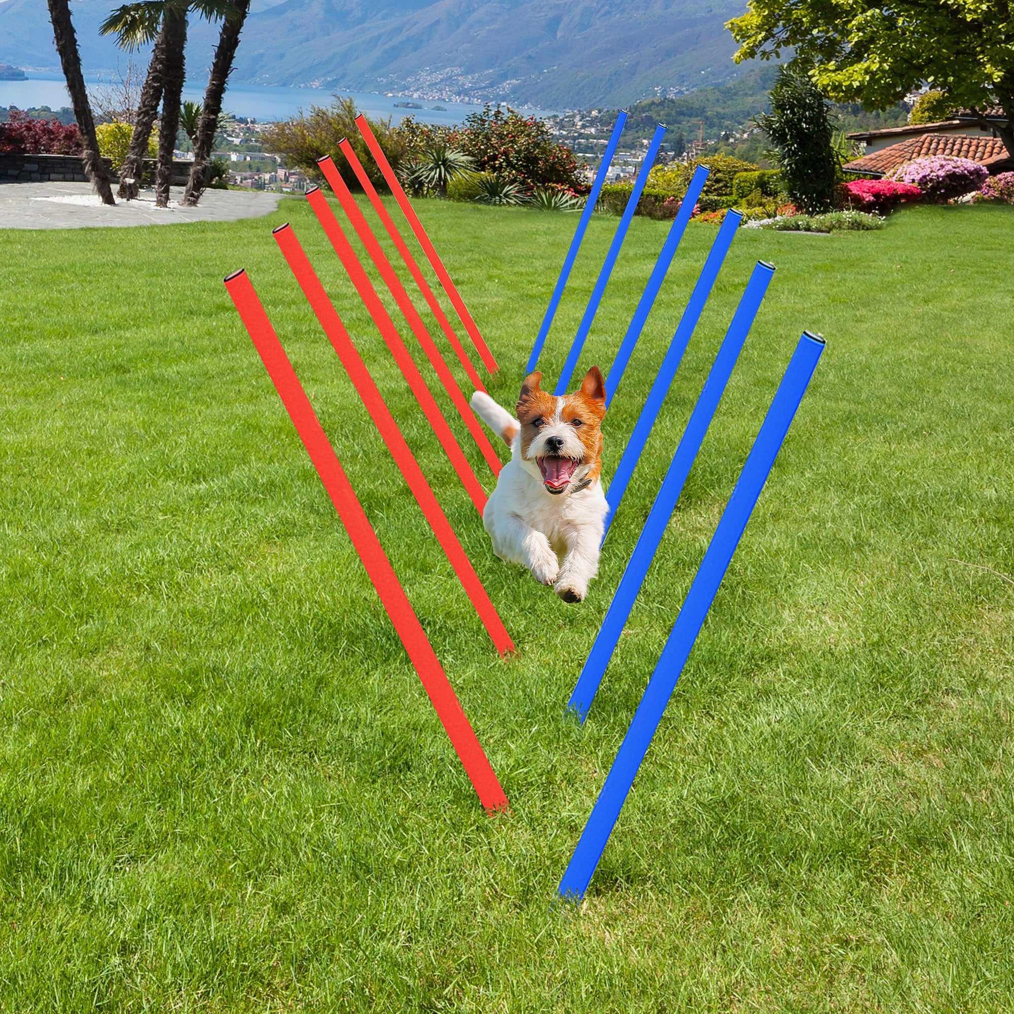 Dog Agility Training Equipment